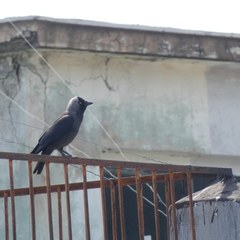 Corvus monedula