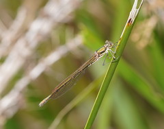 Austrolestes cingulatus