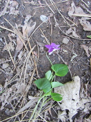 Rostratae