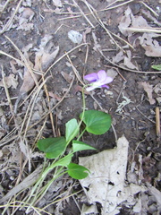 Rostratae