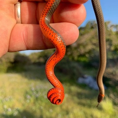 Diadophis punctatus vandenburgii