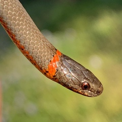 Diadophis punctatus vandenburgii