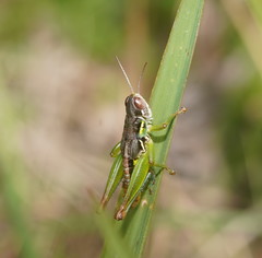 Praxibulus