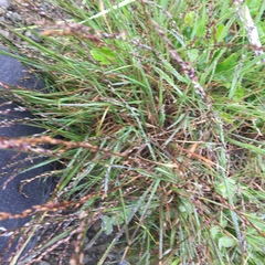 Melica imperfecta