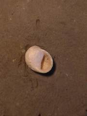 Nerita balteata
