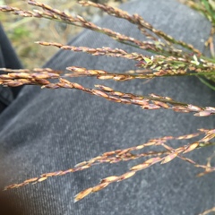 Melica imperfecta