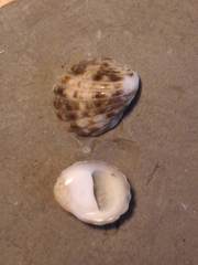 Nerita textilis