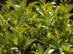 Polistes tenebricosus