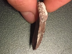 Haliotis coccoradiata