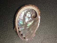 Haliotis coccoradiata