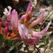 Astragalus monspessulanus - Photo (c) Luciano Arcorace, μερικά δικαιώματα διατηρούνται (CC BY-NC), uploaded by Luciano Arcorace