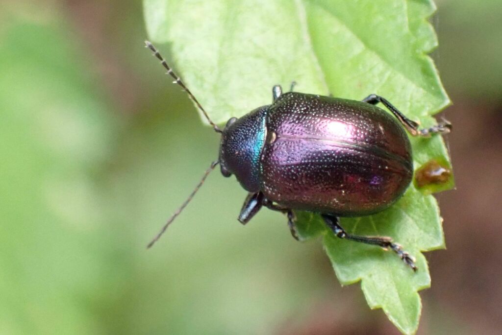 Colasposoma ardens