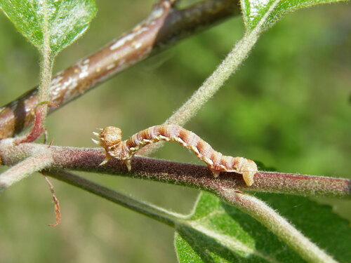Didysis žiemsprindis