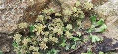 Marchantia emarginata