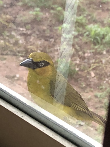 Olive-naped Weaver