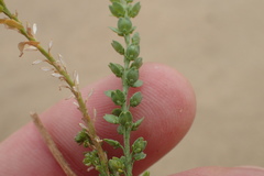 Lepidium strictum