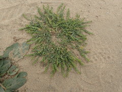 Lepidium strictum