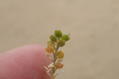 Lepidium strictum