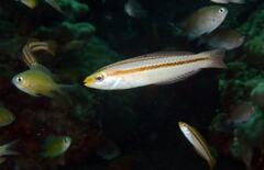 Blue-Spot V-Wrasse photo 5