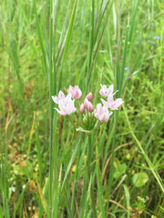 Allium hyalinum