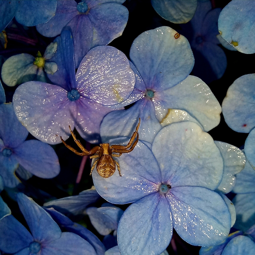 Uraarachne variegata