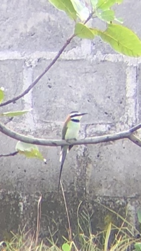 White-throated Bee-eater