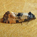 Bluebell Conch - Photo (c) richardjaybee, some rights reserved (CC BY-NC), uploaded by richardjaybee