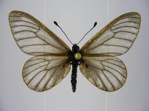 Clear-wing Amber