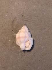 Nassarius cinctellus