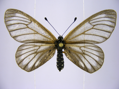 Clear-wing Amber