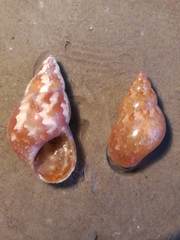 Phasianella solida