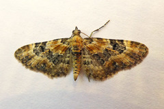 Eupithecia pulchellata