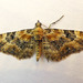 Eupithecia pulchellata - Photo 由 richardjaybee 所上傳的 (c) richardjaybee，保留部份權利CC BY-NC