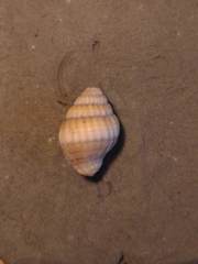 Nassarius concinnus