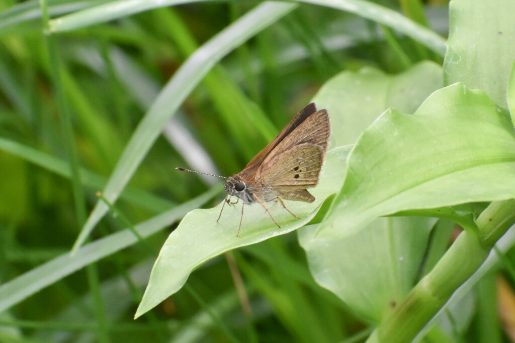 Cymaenes tripunctata from SP-148, Km 36, 6825 - Riacho Grande, São ...