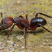 Camponotus misturus - Photo (c) Teo Eng Wah,  זכויות יוצרים חלקיות (CC BY-NC), הועלה על ידי Teo Eng Wah