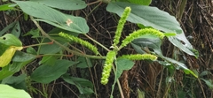 Acalypha angatensis