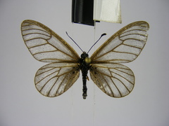 Acraea humilis
