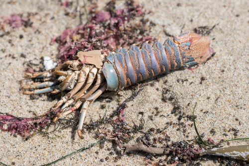 California spiny lobster