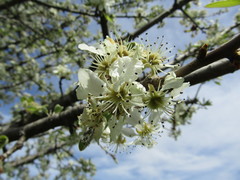 Pyrus spinosa