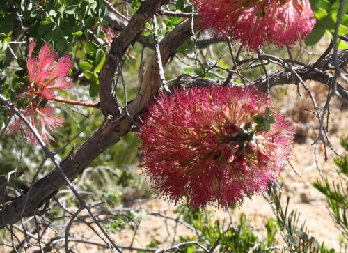 Image of Melaleuca elliptica by (c) Margaret Langley, some rights reserved (CC BY)