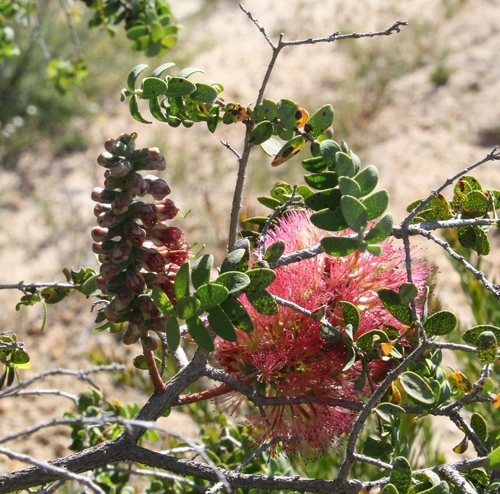 Image of Melaleuca elliptica by (c) Margaret Langley, some rights reserved (CC BY)
