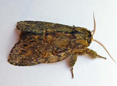 Peridea anceps