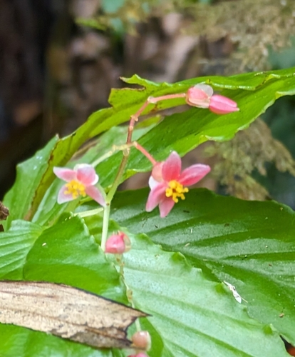 Begonia tonduzii, photograph 5