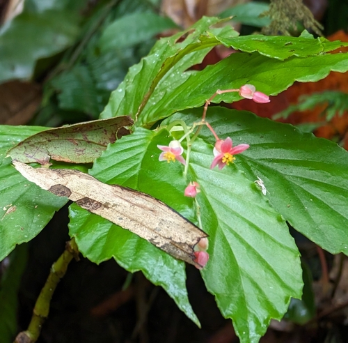 Begonia tonduzii, photograph 6