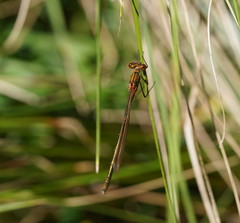 Austrolestes cingulatus
