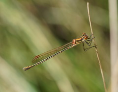 Austrolestes cingulatus
