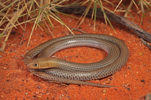 Sharp-snouted Delma, Delma nasuta