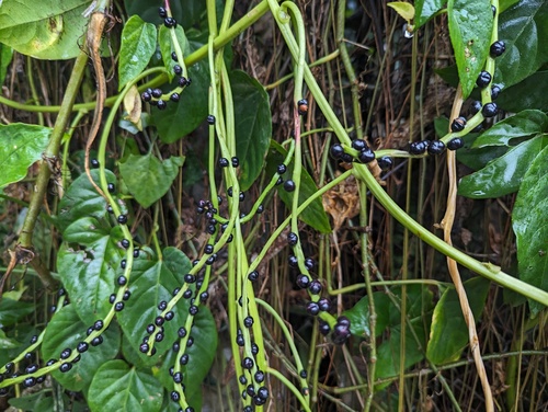 Basella alba