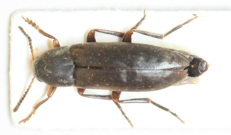 Phloiotrya subtilis